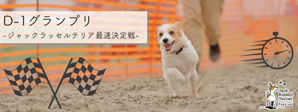 D-1グランプリ – ジャックラッセルテリア最速決定戦