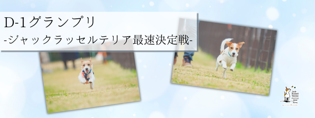 D-1グランプリ – ジャックラッセルテリア最速決定戦