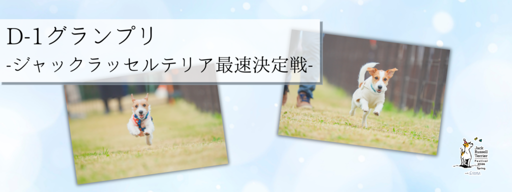 D-1グランプリ – ジャックラッセルテリア最速決定戦 -@大阪北港マリーナ