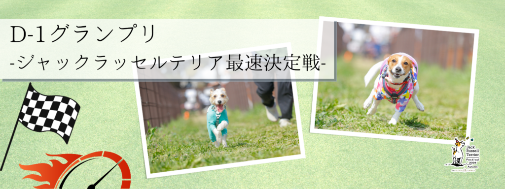 D-1グランプリ – ジャックラッセルテリア最速決定戦