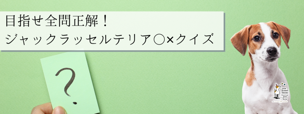 目指せ全問正解!ジャックラッセルテリア〇✕クイズ