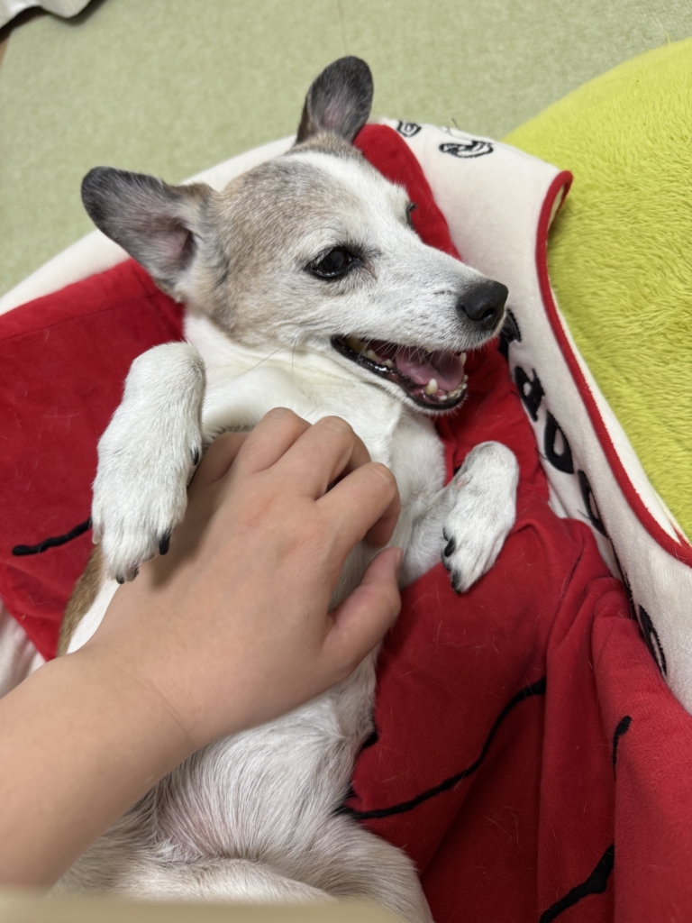 シュシュちゃん