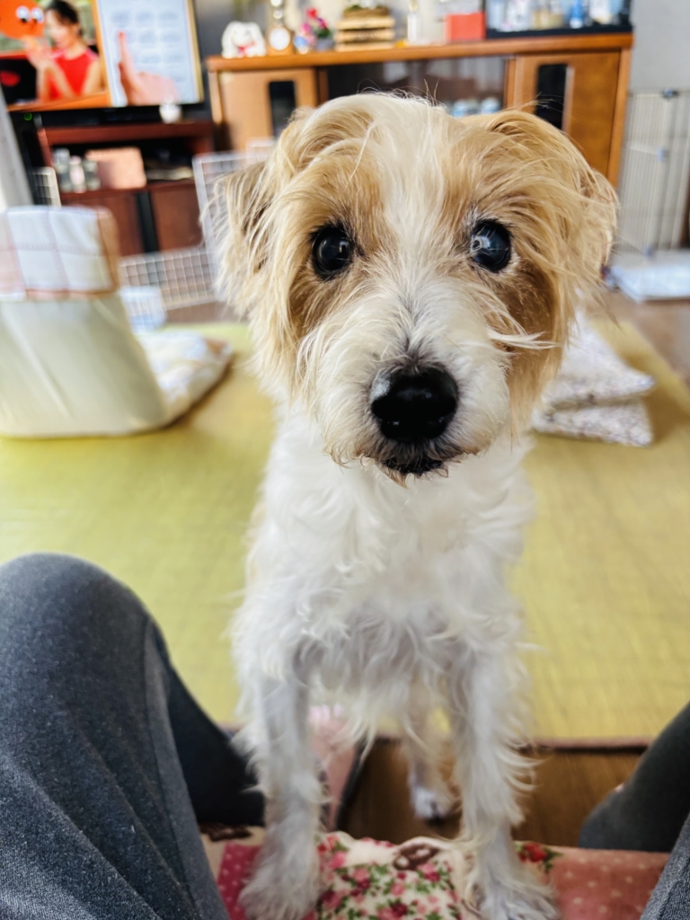 ハニちゃん