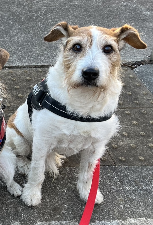 まめたろうくん