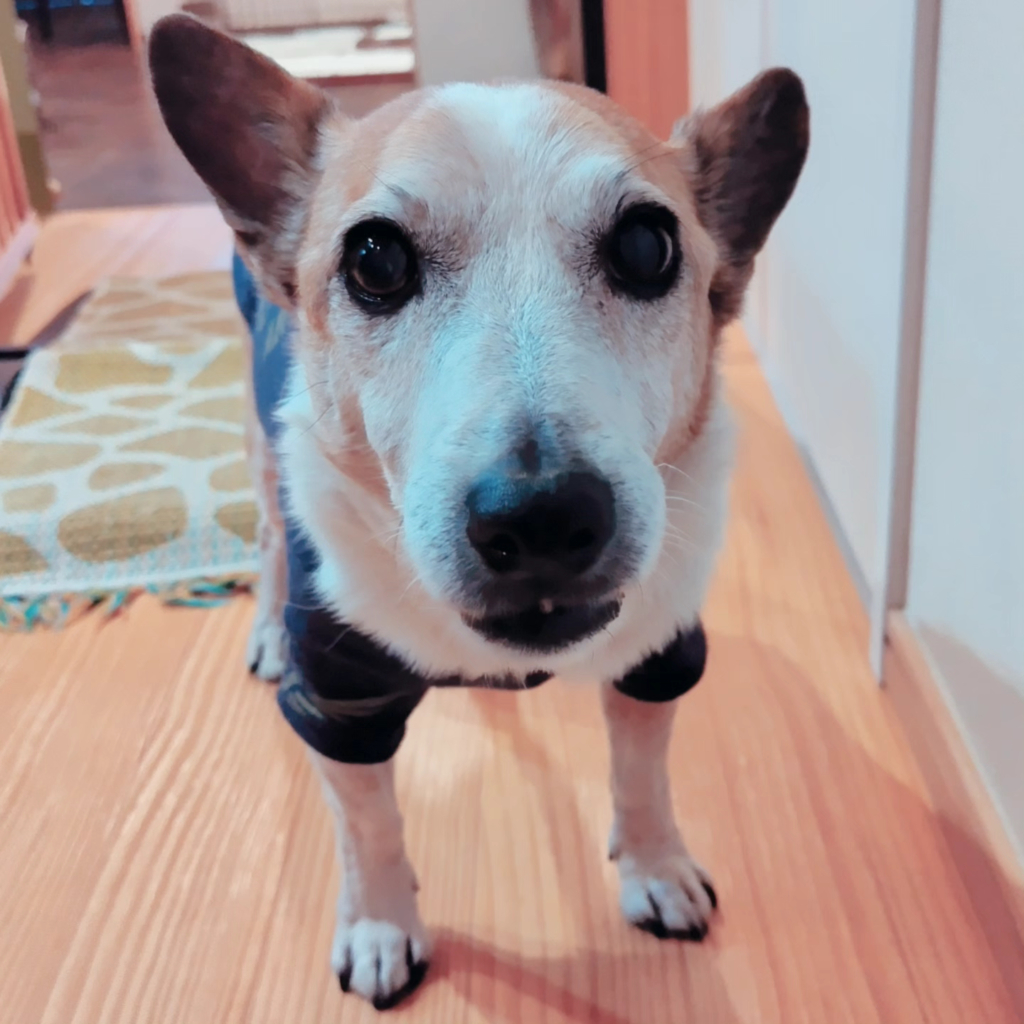 犬一(ケンイチ)くん