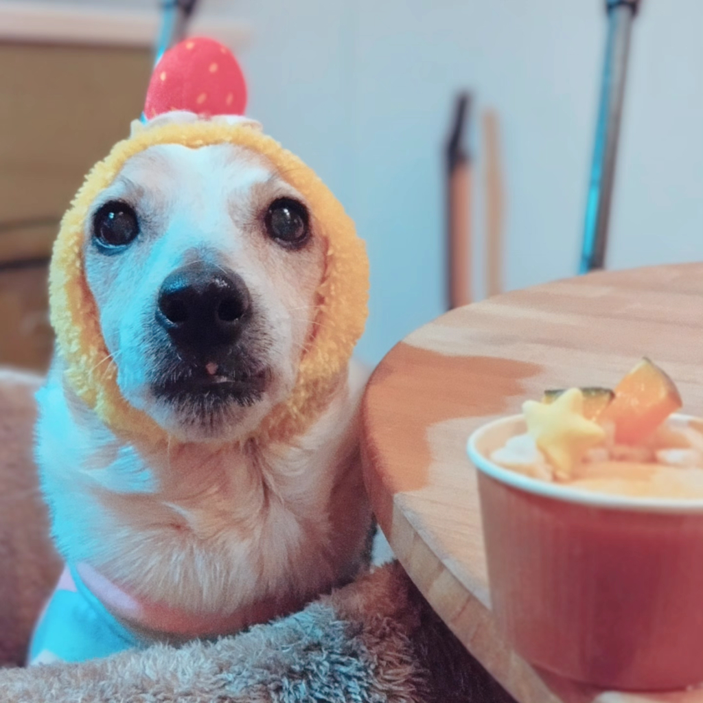 犬一（ケンイチ）くん