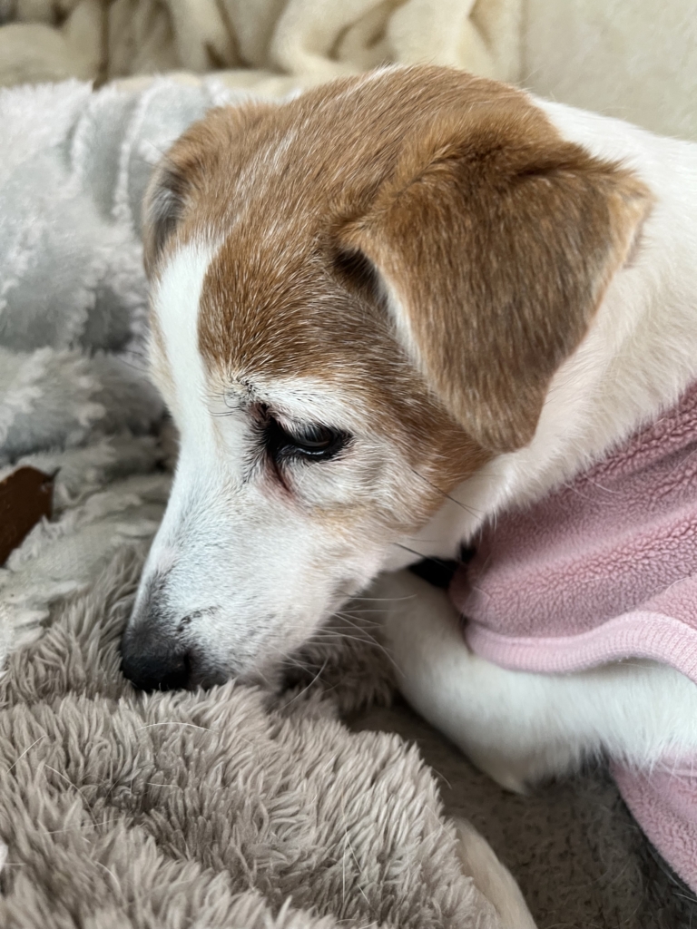 はなちゃん