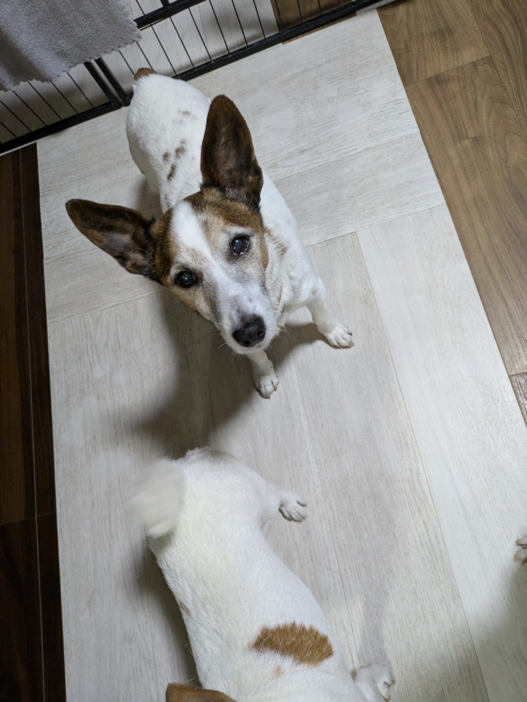 JIROくん