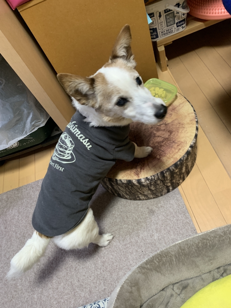 わらびちゃん